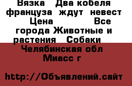  Вязка ! Два кобеля француза ,ждут  невест.. › Цена ­ 11 000 - Все города Животные и растения » Собаки   . Челябинская обл.,Миасс г.